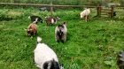 Goats and Benn the shetland pony